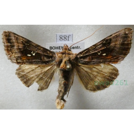 Autographa pulchrina (Haworth, 1809) Błyszczka zdobnica Czech88f